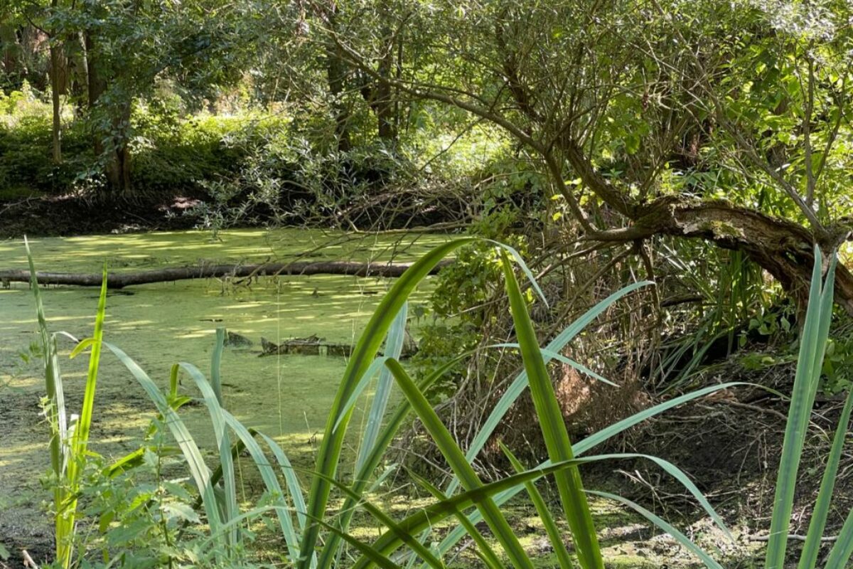 Garten mit kleinem Teich
